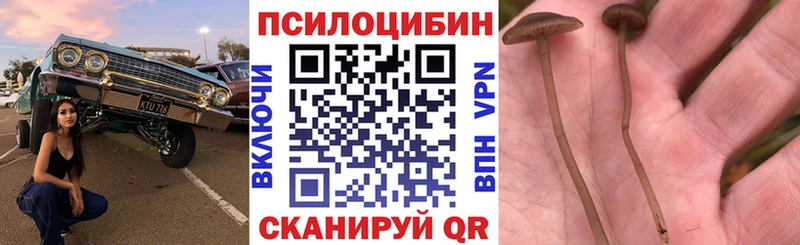 Псилоцибиновые грибы Psilocybe  купить наркотик  Дыгулыбгей 